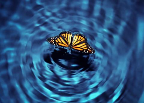 butterfly on water